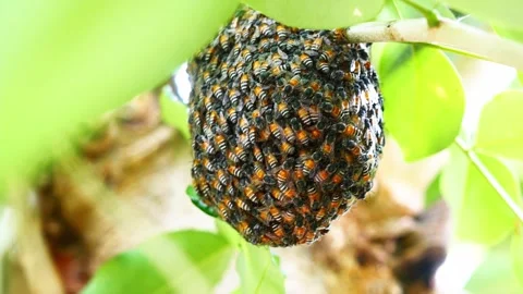 Group of  Red dwarf Honey bees on beehive Stock Footage 257157205