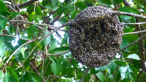 Group of Red dwarf Honey bees on beehive on tree Stock Footage 320047028