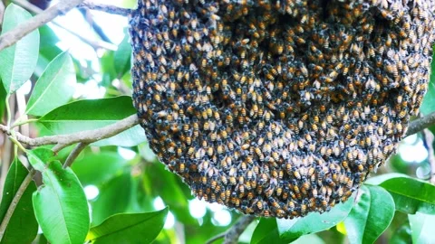 Group of Red dwarf Honey bees on beehive on tree Stock Footage 320330002