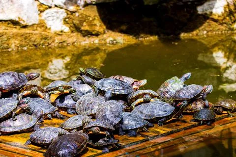 Group of red-eared slider or Trachemys scripta elegans in pool. Dozens of yel Stock Photos