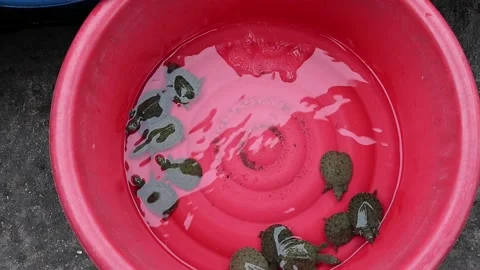 Group of red eared slider turtle in plastic tray closeup for sell Stock Footage 140869455