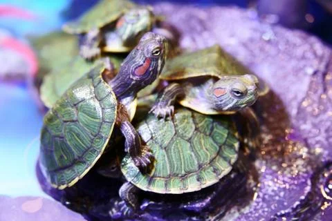 Group of Red eared Slider Turtle close up Stock Photos