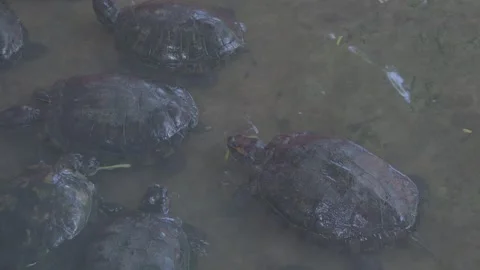 Group of Red-Eared Slider Turtles Swimming and Feeding in Water 4K Video stock 335586362