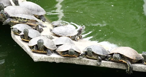 Group of red eared slider turtles resting on concrete ledge in pond water Stock Footage 341942150