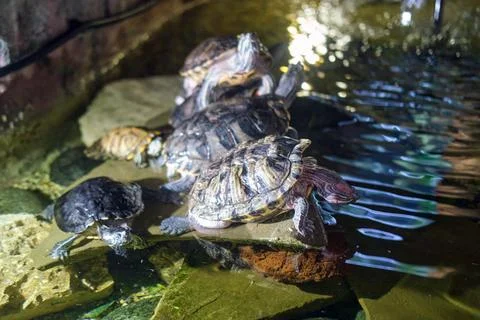 Group of red eared slider turtles basking on rocks in aquarium water. Aquat.. Stock Photos