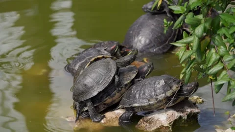 Group of red-eared sliders and pond turtles basking in the sun on rocks Vídeos de archivo 335089483