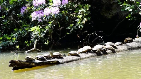 Group of red eared turtles trachemys scripta elegans in the sun medium shot Stock Footage 76016683
