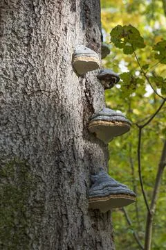 A group of red-edged tree sponge on the tree trunk in the forest Stock Photos