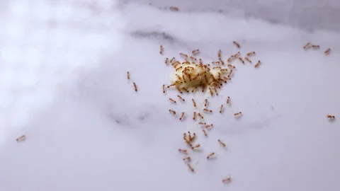 Group of red fire ants eating food on marble surface Stock Footage 344059758