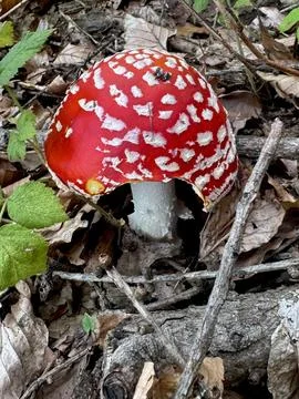 Group of Red Fly Agaric Mushrooms in Autumn Woodland. Stock Photos