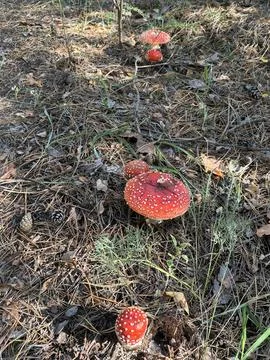 Group of Red Fly Agaric Mushrooms on a Forest Floor in Dnipro Stock Photos