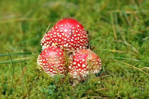 Group of red fly agaric Foto stock