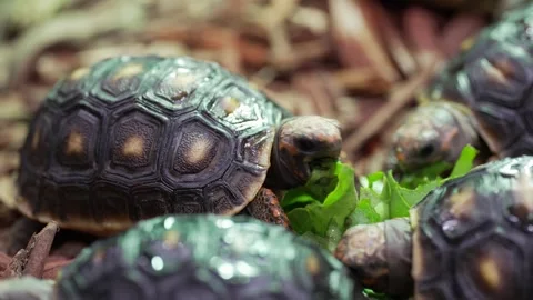 Group Of Red-Footed Tortoises (Chelonoidis Carbonarius) Video stock 345986241