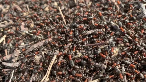 Group of red forest ants crawl around on the anthill in the sun. 스톡 동영상 153479179