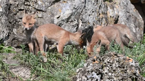 Group of Red Fox Cubs Vulpes vulpes in the Wild Near Their Den Stock-Footage 295389931