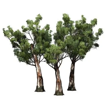 A group of  Red Gum trees - isolated on white background Stock Illustration