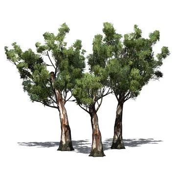 A group of  Red Gum trees with shadow on the floor Illustrazione stock