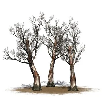 A group of  Red Gum trees in winter on sand area with shadow on the floor Stock Illustration
