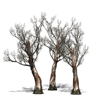 A group of  Red Gum trees in winter with shadow on the floor Illustrazione stock