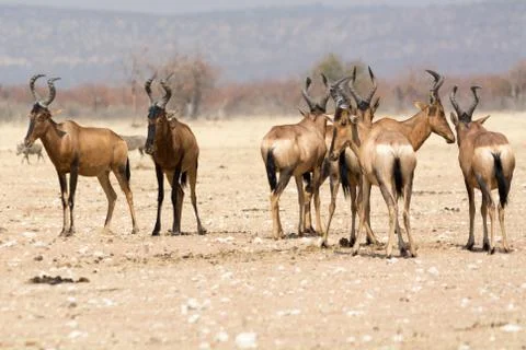 Group of red hardebeest. Stock Photos