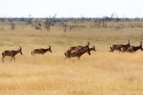 Group of red hardebeest Stock Photos