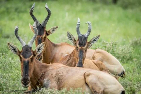 Group of Red hartebeest laying down in the grass. Stock Photos