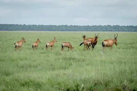 Group of Red hartebeests standing in the grass. Stock Photos