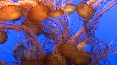 Group of red Jelly Fish at the aquarium Stock Footage 1020059