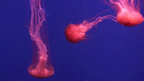 A group of red jellyfish (Chrysaora Pacifica) floating underwater. Stock Footage 121978622