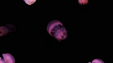 Group of red jellyfish Stock Footage 229871784
