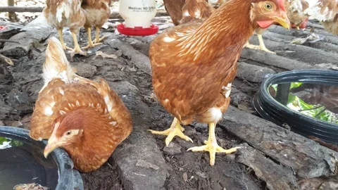 A group of red laying hens ready for sale Stock Footage 202201583