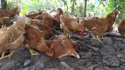 A group of red laying hens ready for sale Stock Footage 202201603