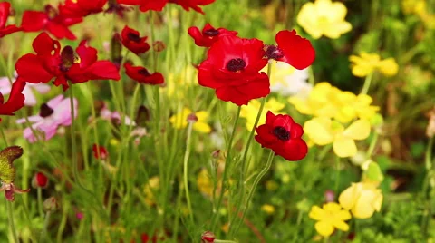 Group of red ripe anemones on wind Stock-Footage 64897213