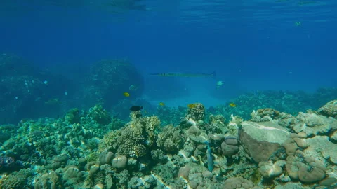 Group of Red Sea Houndfish swim to cleaning statio and wait their turn to be Video stock 327621453