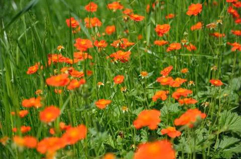 The group of red spring flowers Stock Photos
