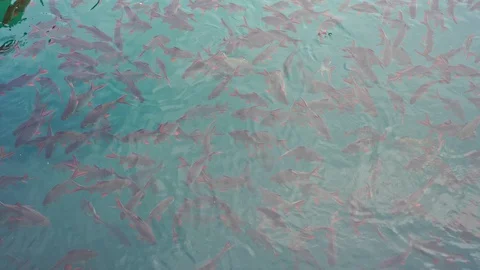 Group of Red tail carp at Khao Sok National Park, Mountain and Lake in Thailand Stock Footage 128410776