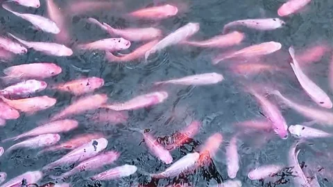 Group of red tilapia fish swims in the water naturally foraging for food. a.. Stock Footage 300070780