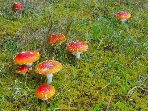 A group of red toadstools growing in grass and moss at the edge of the forest Stock Photos