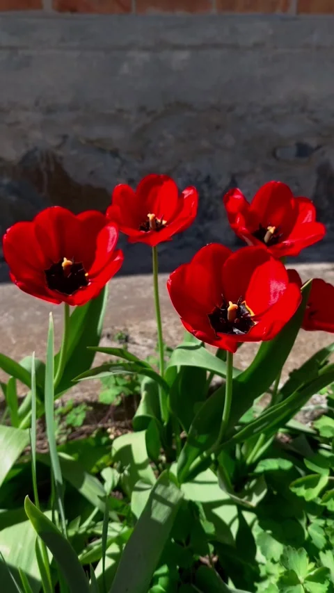 A group of red tulips in front of a brick wall Stock Footage 307590670
