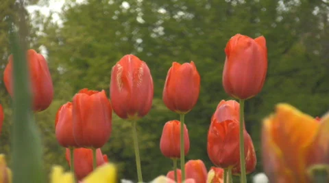 A group of red tulips on green background Video stock 545000
