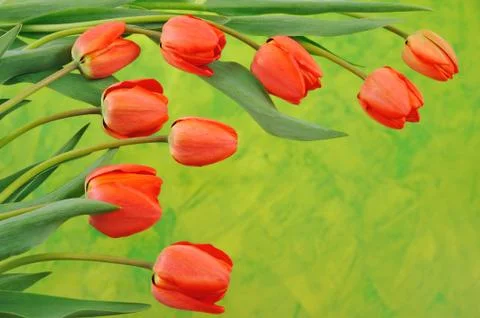 Group of red tulips over colored background Stock Photos