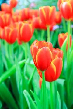Group of red tulips in the park Stock Photos