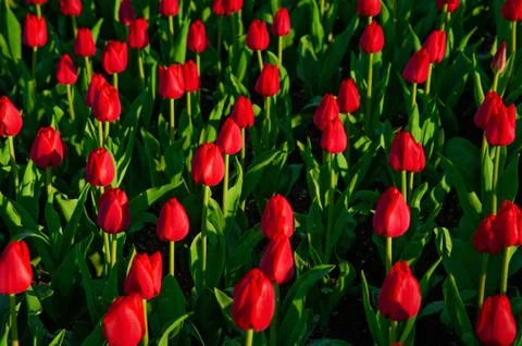 Group of red tulips in the park. Spring landscape Stock Photos
