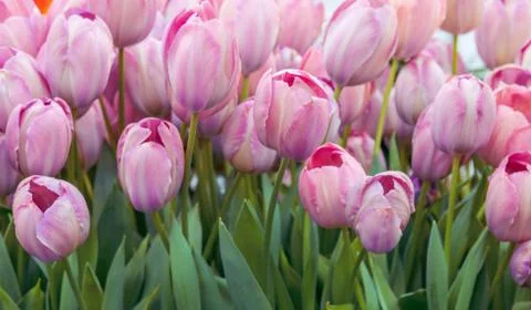 Group of red tulips in the park. Spring landscape Stock Photos