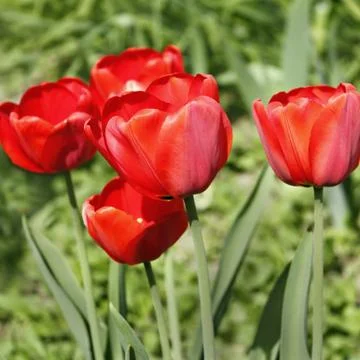 Group of red tulips Foto stock
