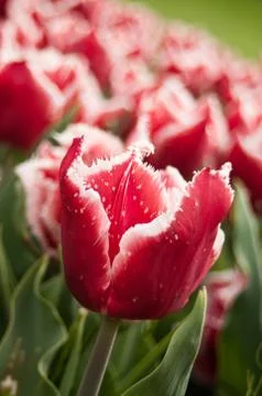 Group  of red Tulips Stock Photos