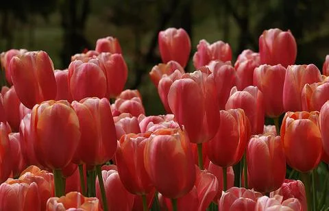 A Group of Red Tulips Stock-Fotos