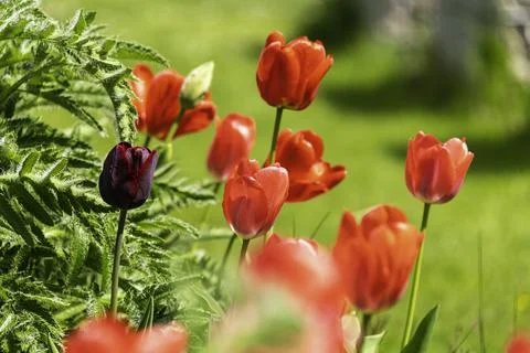 Group Of Red Tulips Stock Photos