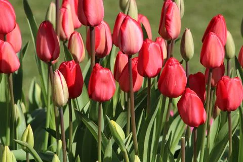 Group of red tulips Stock Photos