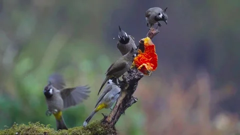 A Group of Red-vented Bulbul (Pycnonotus cafer) Stock Footage 283502125